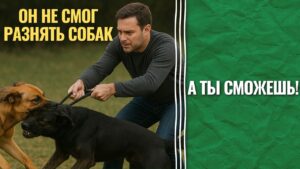 Полный Гид: Как Безопасно Разнять Дерущихся Собак
